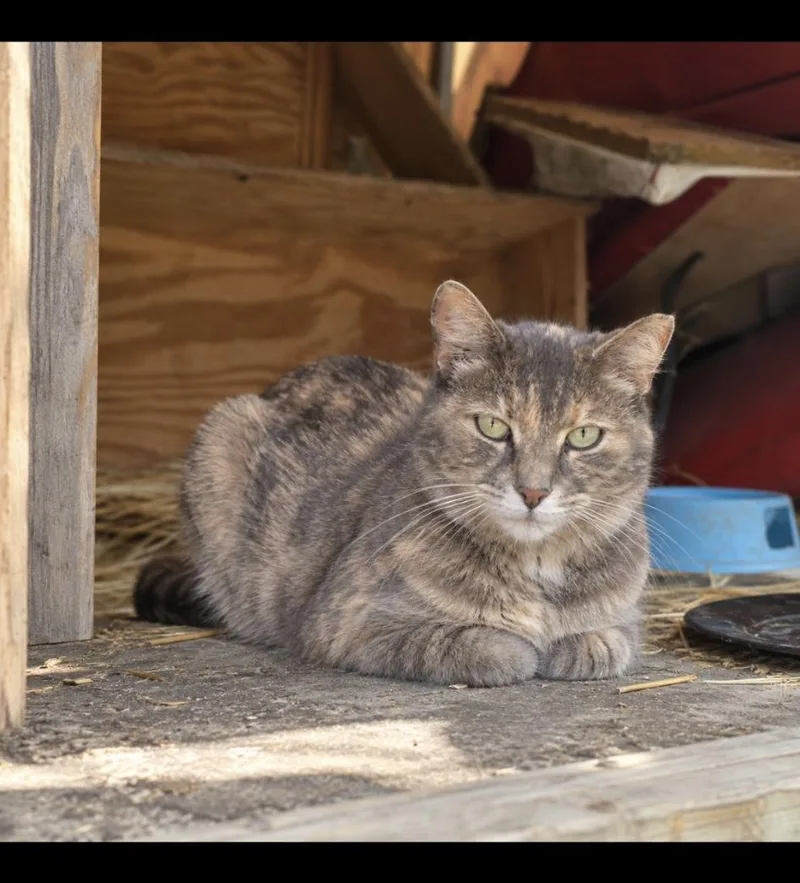 A young medium-sized female Dilute Calico cat named Pearl for adoption in Copley, OH