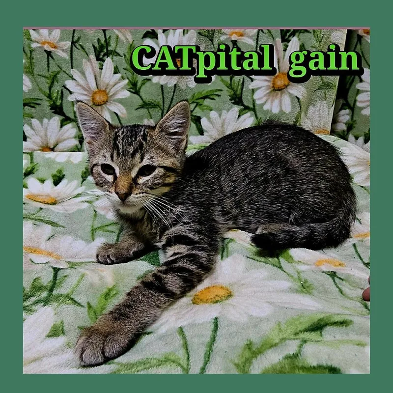 Catpital Gain