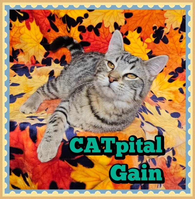 Catpital Gain thumbnail 2