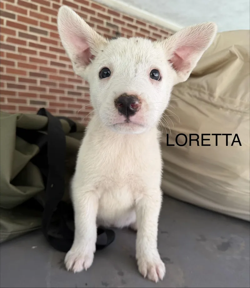 Loretta thumbnail 3