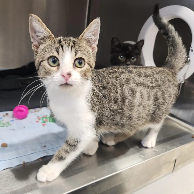 A baby small-sized male Brown / Chocolate Domestic Short Hair cat named Dazzle for adoption in Fort Wayne, IN