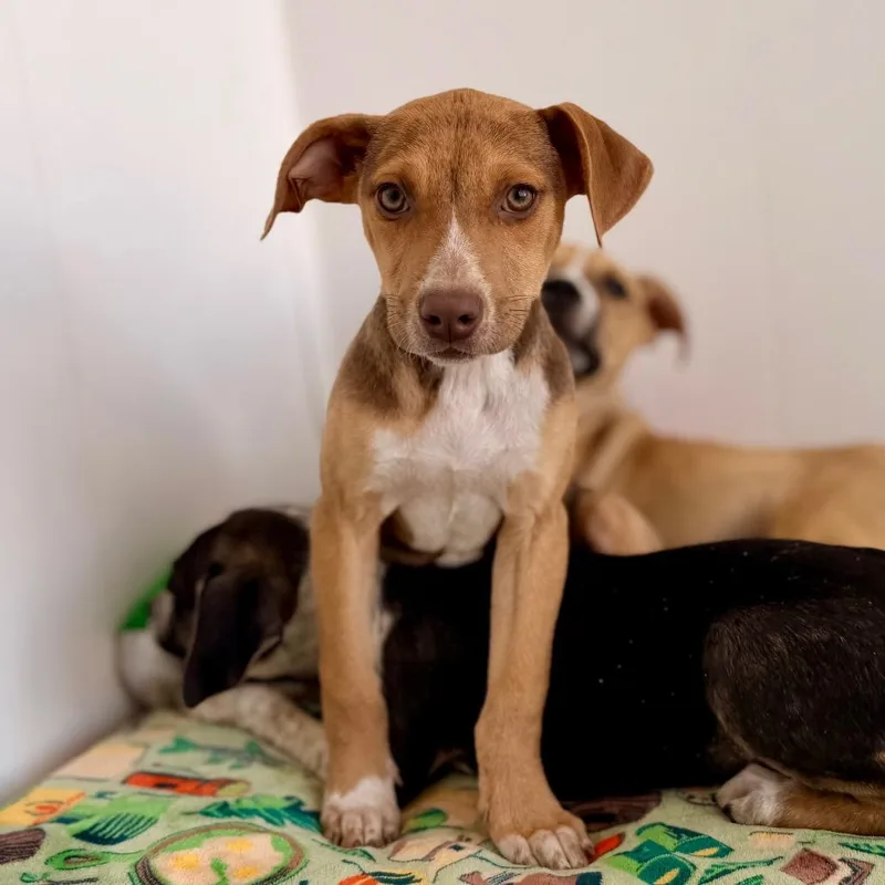 A baby medium-sized female Brown / Chocolate Mixed Breed dog named Sydney for adoption in Green Bay, WI