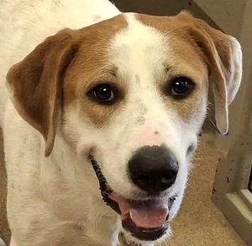 A baby medium-sized female Great Pyrenees dog named Lunar for adoption in Brenham, TX