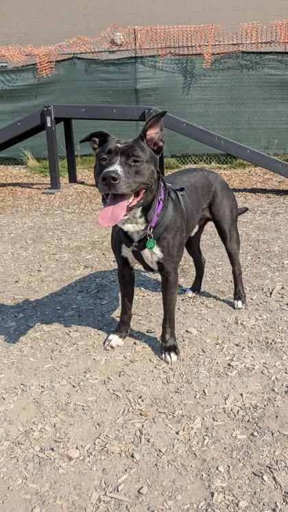 An adult medium-sized male Pit Bull Terrier dog named Julian for adoption in Seattle, WA