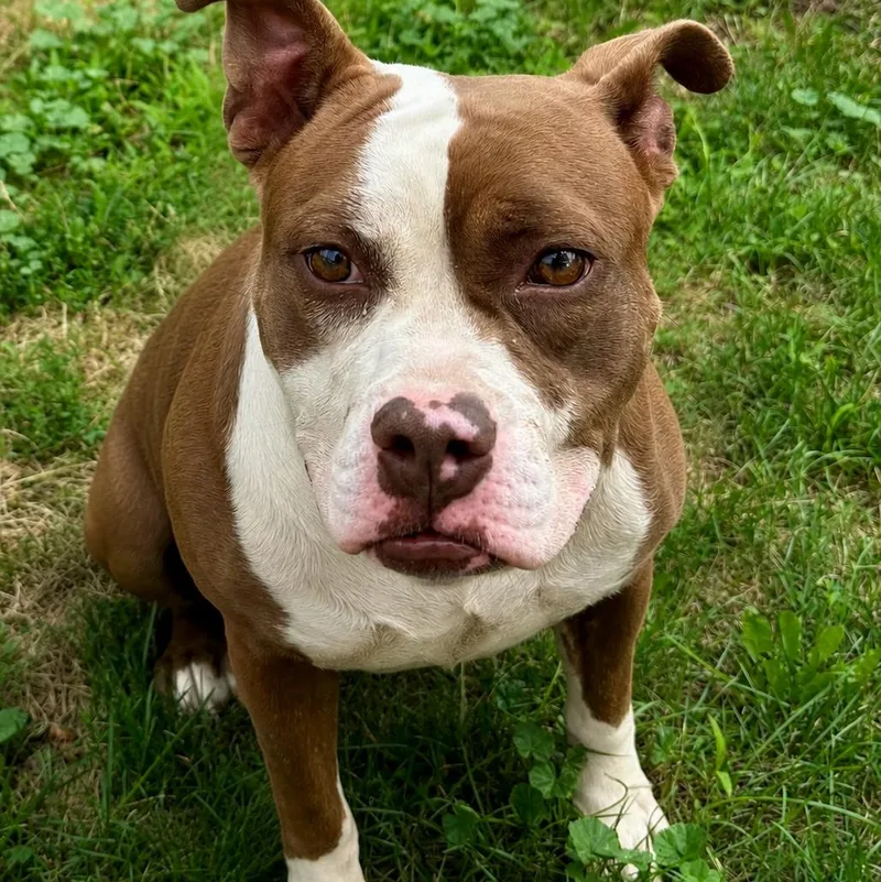 An adult medium-sized female Brown / Chocolate Pit Bull Terrier dog named Sylvia for adoption in Buffalo, NY