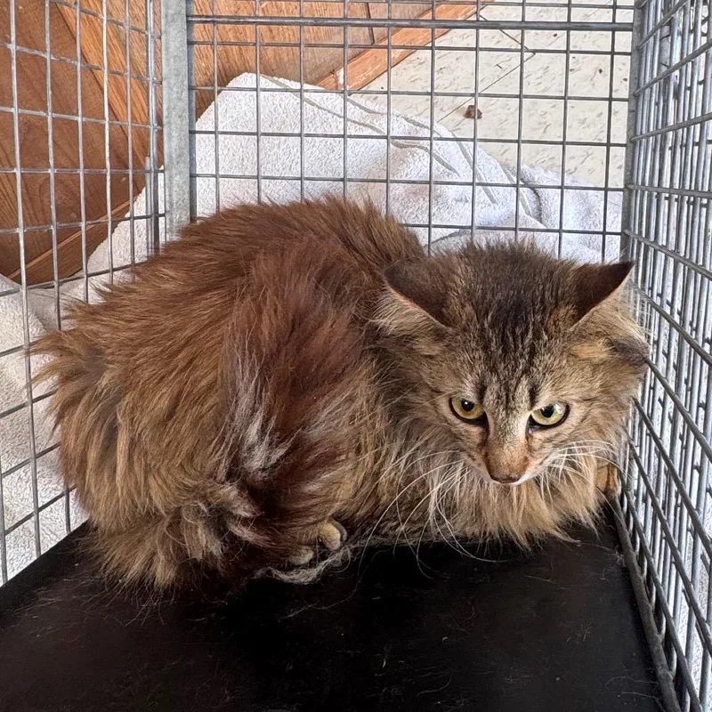 Fractious Luscious Lavender