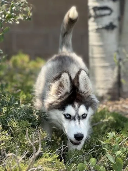A young large-sized female Black Siberian Husky dog named Katalyst for adoption in Eagle, CO
