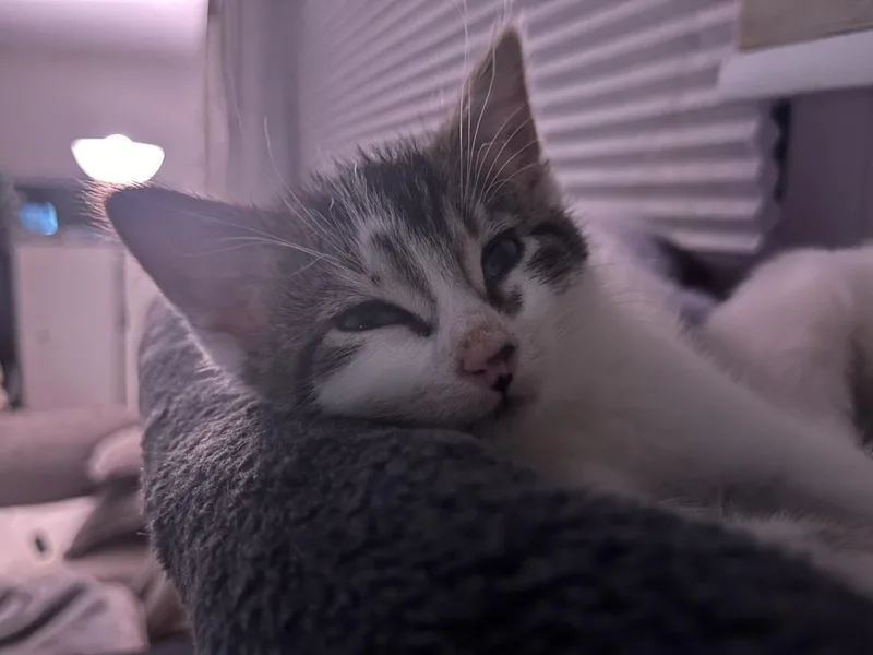 A baby small-sized male Black & White / Tuxedo Domestic Short Hair cat named Mcnugget for adoption in Union Grove, WI