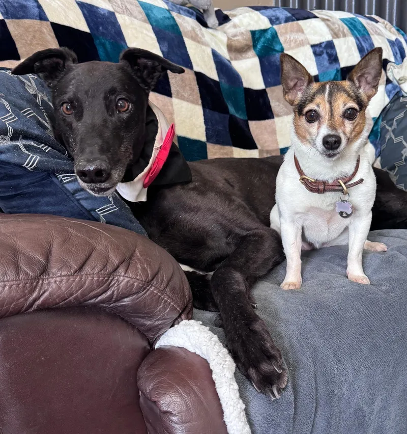 An adult large-sized male Greyhound dog named Alarm for adoption in Tarpon Springs, FL