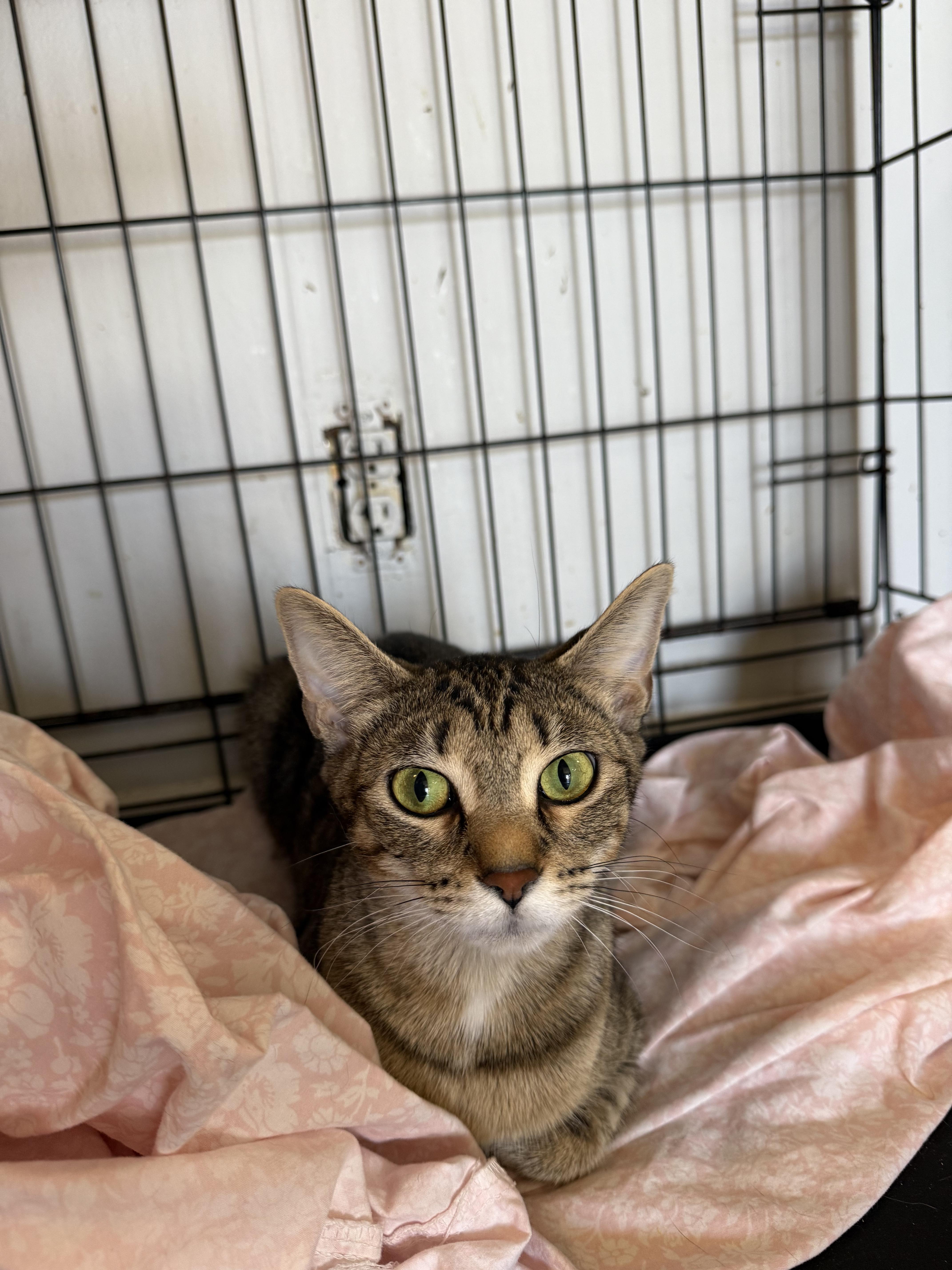 A baby medium-sized female Tabby (Brown / Chocolate) Domestic Short Hair cat named Mrs Roper for adoption in Hendersonville, TN