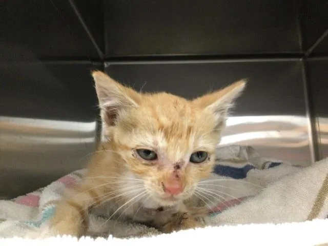 A baby small-sized male Domestic Short Hair cat named Jimothy for adoption in Thousand Palms, CA