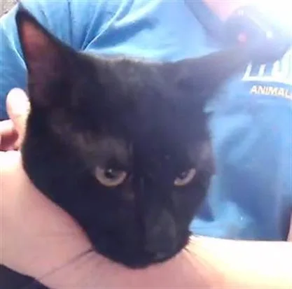 A young medium-sized male Domestic Short Hair cat named Money for adoption in Tulsa, OK