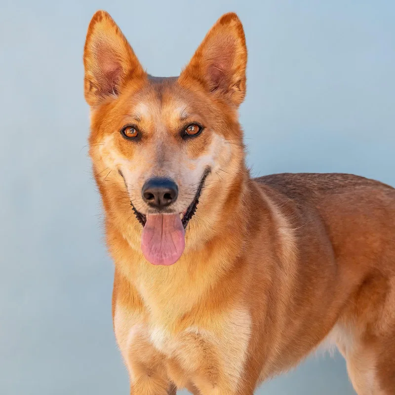 An adult large-sized female Carolina Dog dog named Ginger for adoption in Pasadena, CA