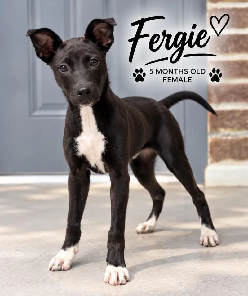 Fergie thumbnail 2