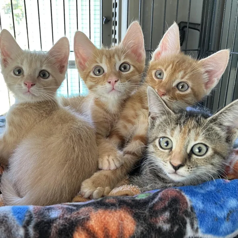 A baby small-sized male Orange / Red Domestic Short Hair cat named Rusty for adoption in Sarasota, FL