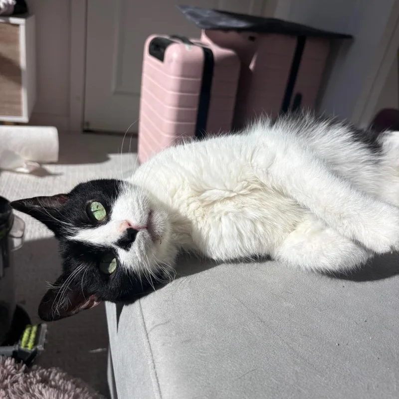 An adult medium-sized male Black Domestic Medium Hair cat named Suess for adoption in San Diego, CA