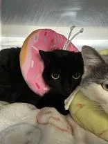 An adult medium-sized female Black Domestic Short Hair cat named Elphaba for adoption in Manitowoc, WI