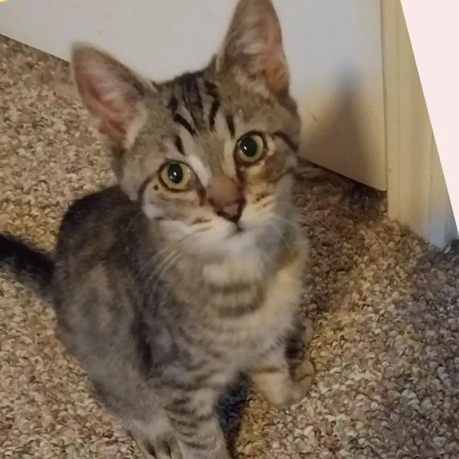 A baby small-sized male Brown / Chocolate Domestic Short Hair cat named Romeo for adoption in Baker City, OR