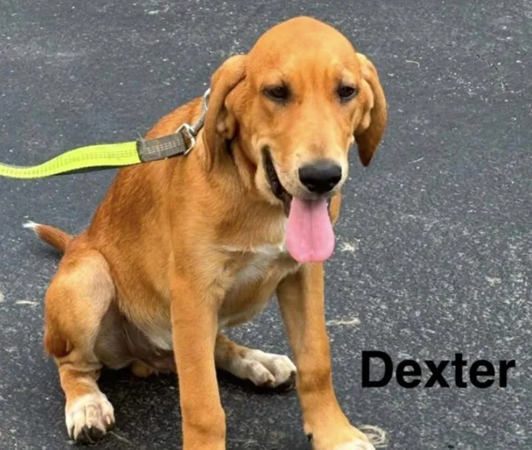 A baby medium-sized male Red / Chestnut / Orange Mixed Breed dog named Dexter for adoption in Parma, OH