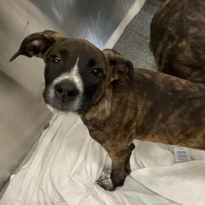 A baby small-sized female Terrier dog named Kaylee for adoption in Montgomery, AL