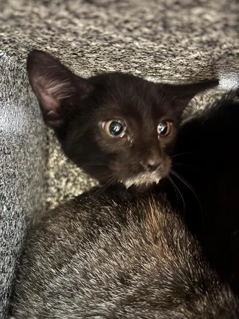 A baby small-sized female Domestic Short Hair cat named Graviton for adoption in Indianapolis, IN