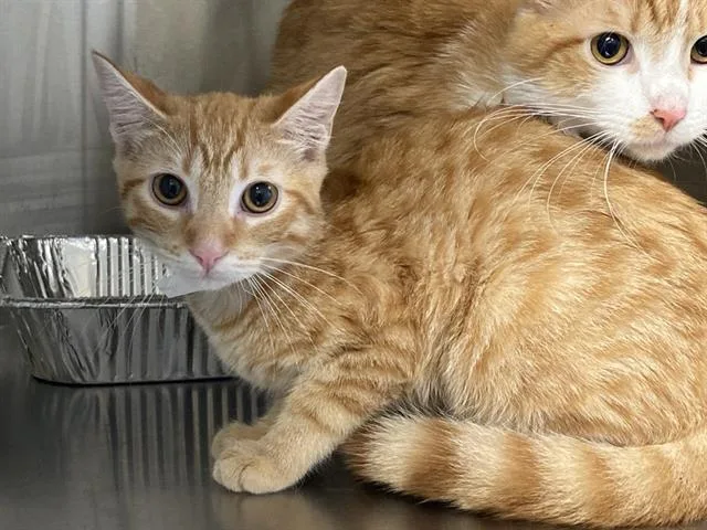A young small-sized male Domestic Short Hair cat named Buddy for adoption in Tustin, CA