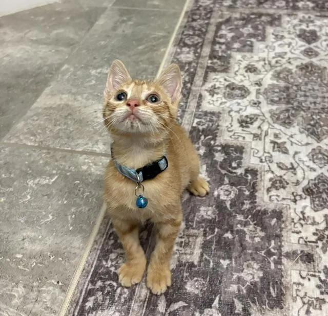 A baby small-sized male Tabby (Orange / Red) American Shorthair cat named Dominic for adoption in Maitland, FL