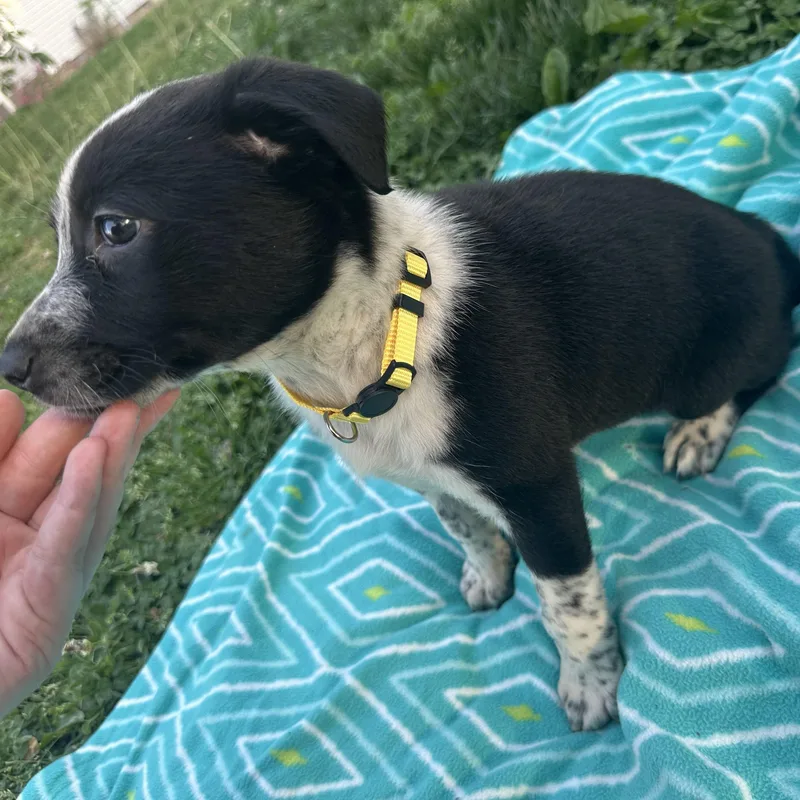 A baby medium-sized female Black Australian Cattle Dog / Blue Heeler dog named Josie for adoption in Mount Juliet, TN