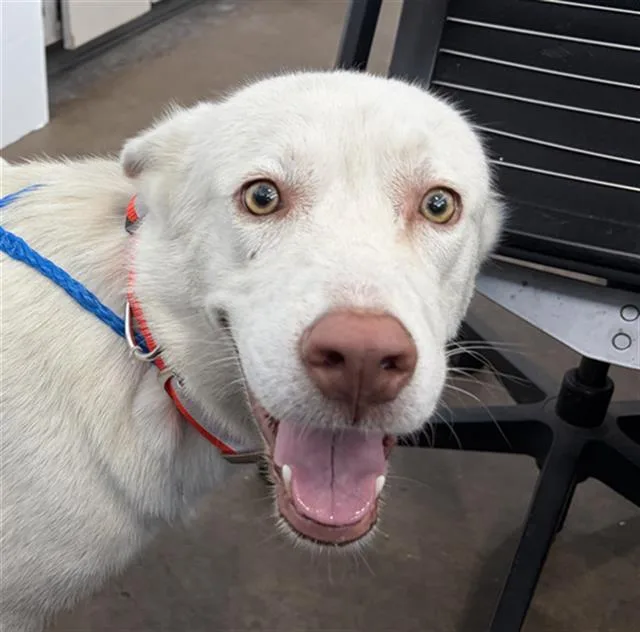 A young large-sized female Mixed Breed dog named Frosty for adoption in Dallas, TX