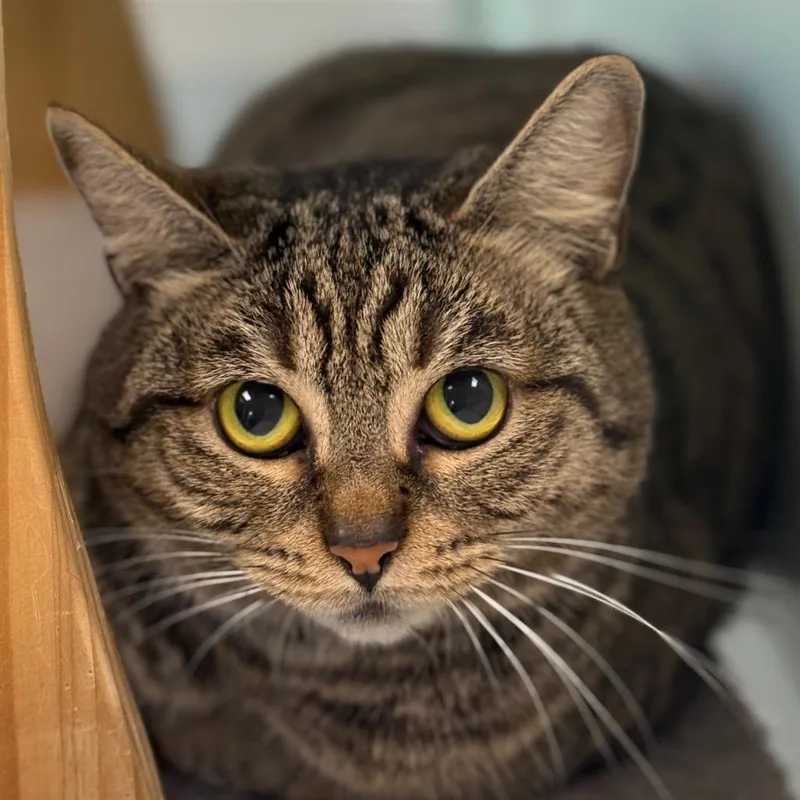 Morticia thumbnail 2