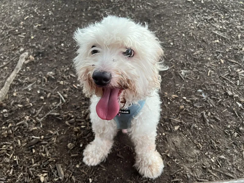 An adult small-sized female White / Cream Miniature Poodle dog named Harley for adoption in Austin, TX