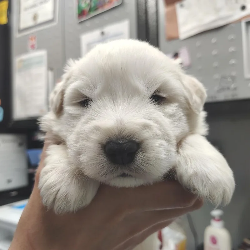A baby large-sized male White / Cream Great Pyrenees dog named Red Sox for adoption in Springtown, TX