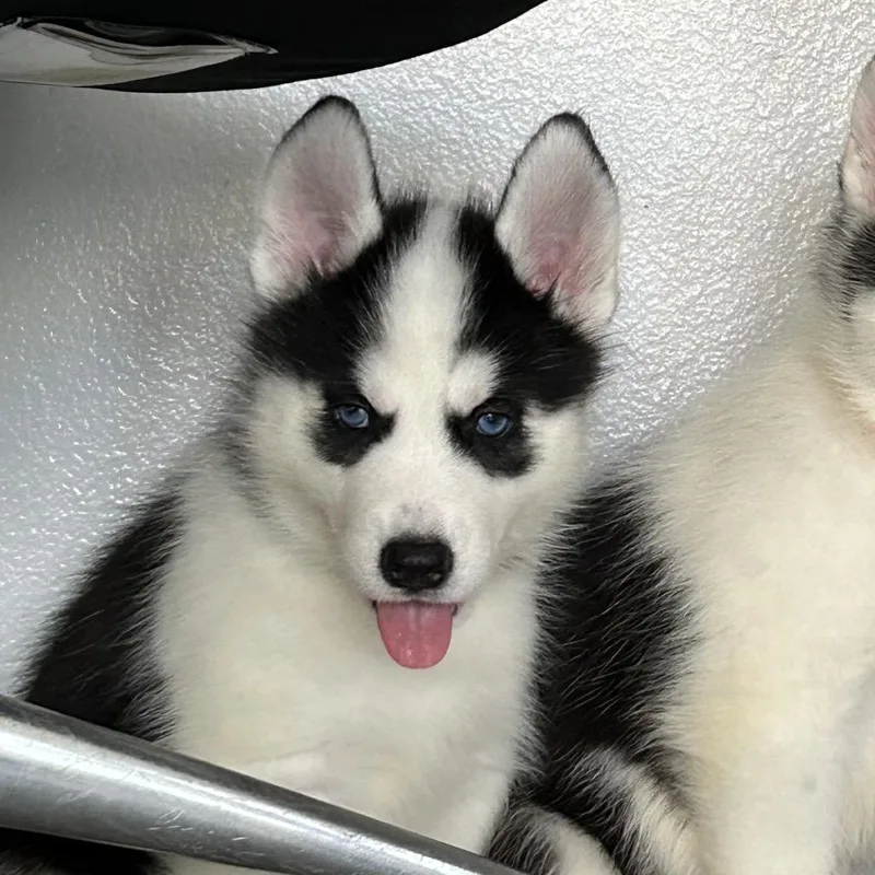 A baby small-sized male Black Husky dog named Tahoe for adoption in Hawthorne, CA