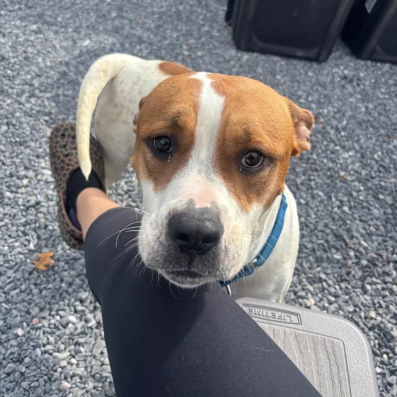 An adult medium-sized female Mixed Breed dog named China for adoption in Pasadena , MD