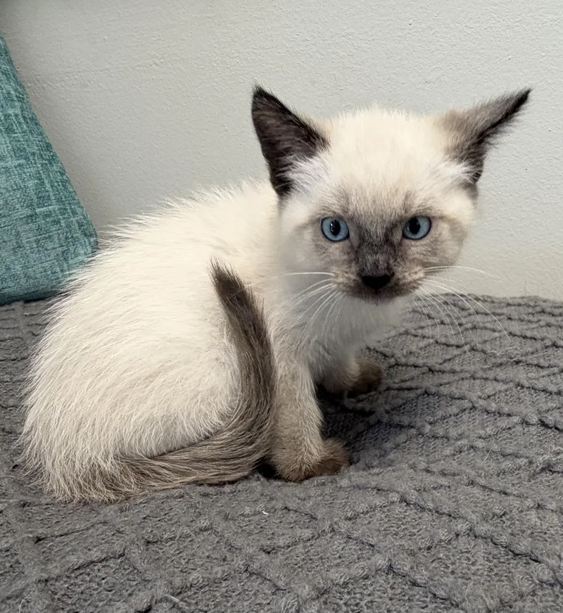 A baby small-sized male Domestic Long Hair cat named Skywalker for adoption in Fruit Heights, UT