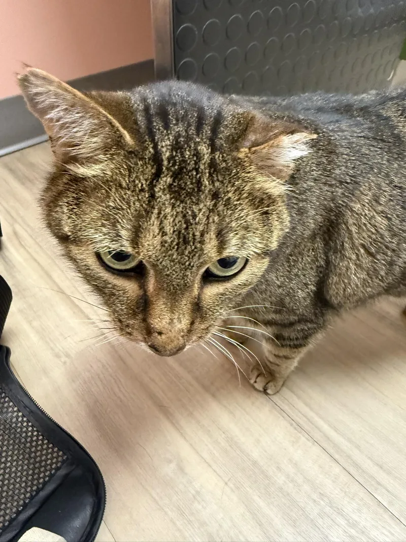 An adult large-sized female Domestic Short Hair cat named Lolita for adoption in Davidson, NC