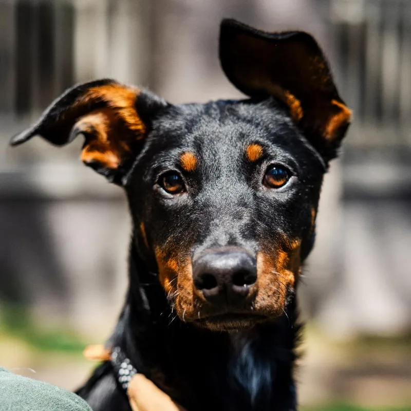 A baby large-sized female Black Labrador Retriever dog named Cheshire for adoption in Incline Village, NV