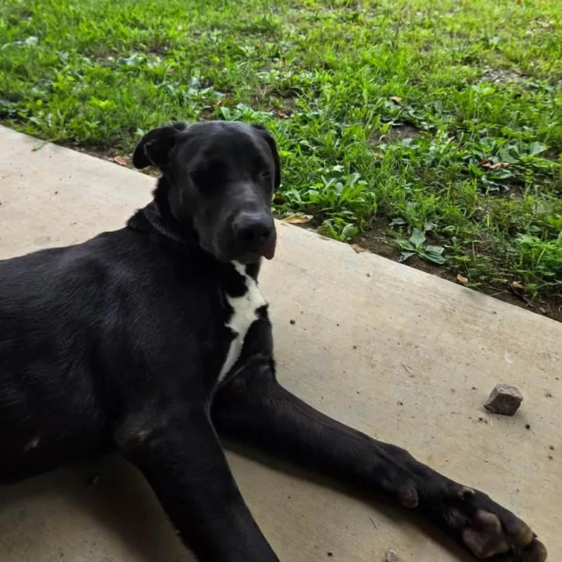 A young large-sized female Black Mixed Breed dog named Genie for adoption in Asheville, NC