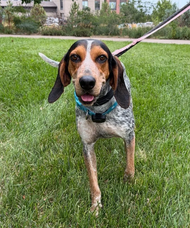 A young medium-sized female Cattle Dog dog named Tosca for adoption in Fort Lupton, CO