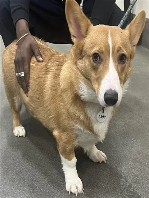 An adult small-sized male Cardigan Welsh Corgi dog named Bravo for adoption in Upper Marlboro, MD