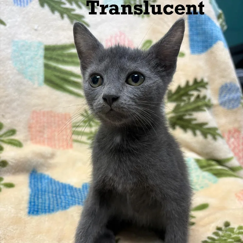 A baby small-sized male Gray / Blue / Silver Domestic Short Hair cat named Translucent for adoption in Parkersburg, WV