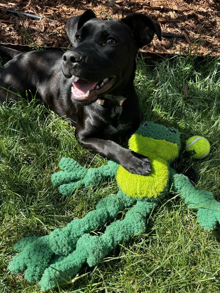 A baby medium-sized female Black Labrador Retriever dog named Sunny for adoption in Commerce City, CO