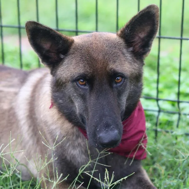 An adult small-sized female Belgian Shepherd / Malinois dog named Dora for adoption in San Antonio, TX