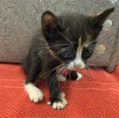 Cataleya