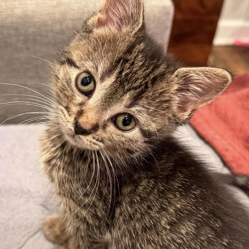 A baby small-sized female Brown / Chocolate Domestic Short Hair cat named Thumbelina for adoption in Chicago, IL