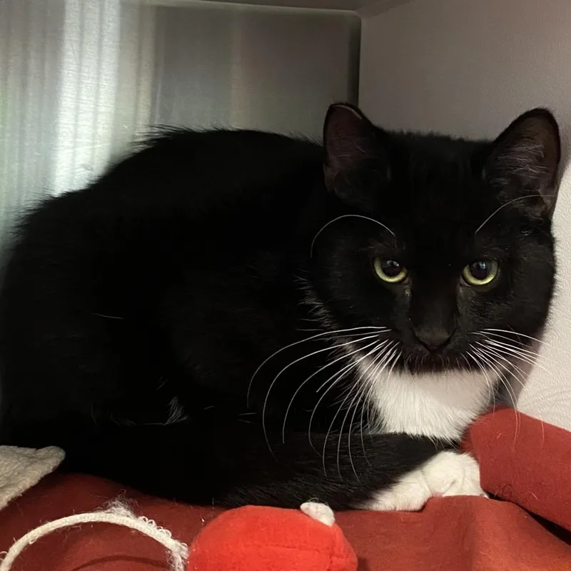 An adult medium-sized female Black Domestic Short Hair cat named Rainer for adoption in Cedaredge, CO