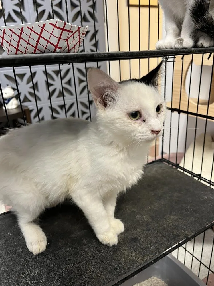 A young medium-sized male Domestic Medium Hair cat named Rami for adoption in Ontario, CA