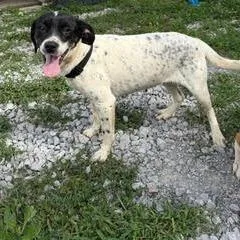 An adult medium-sized female White / Cream Hound dog named Linda D for adoption in Lebanon, TN