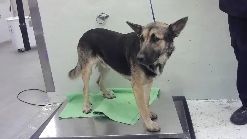 A young large-sized male German Shepherd Dog dog named Sonic for adoption in Houston, TX