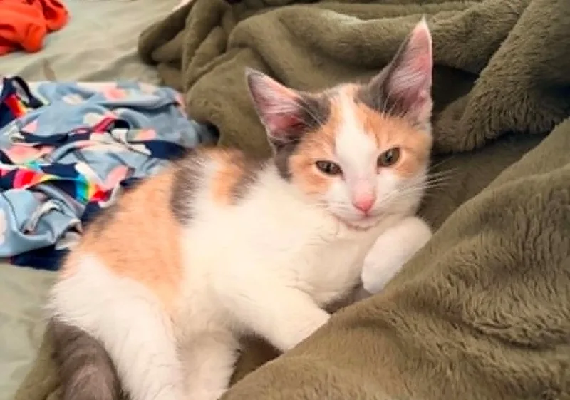 A baby small-sized female Domestic Short Hair cat named Pumpkin for adoption in South Bend, IN